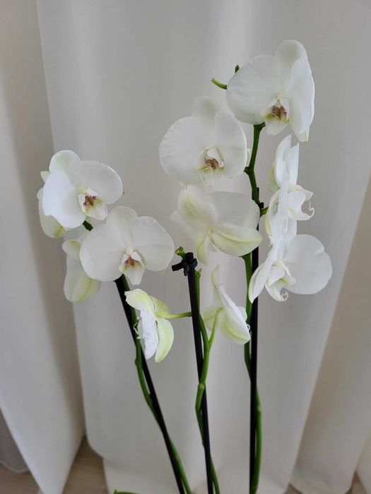 Storczyk 3-pędowy 70cm z don.