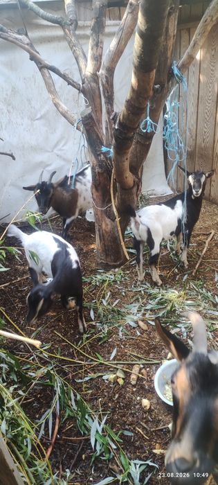 Продам двох кізок камеруночок