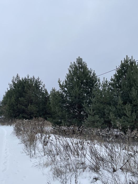 Продам 10 соток під лісом. Забудова. Проців. Бориспіль.