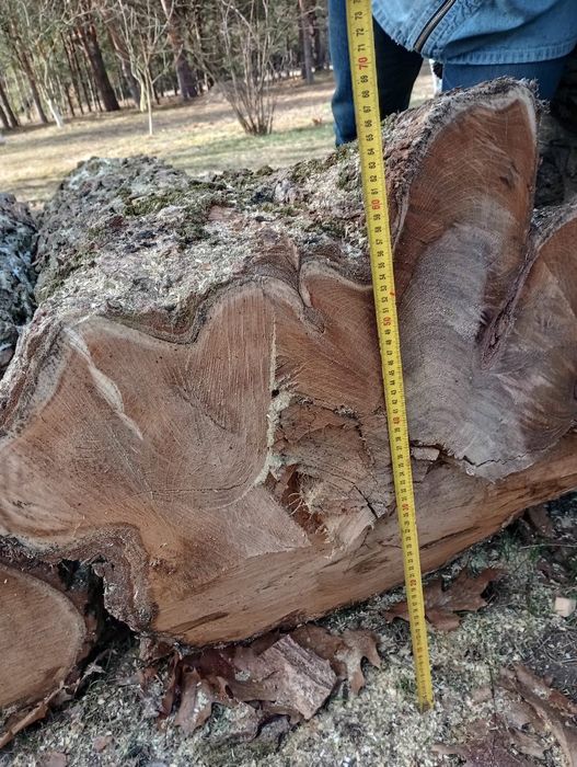 Akacja kłoda, akacja w klocu