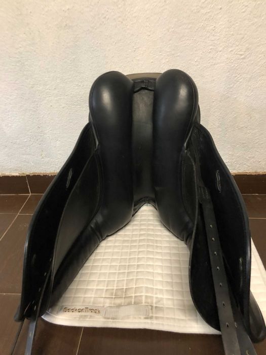 Sela County Perfection para ensino/dressage