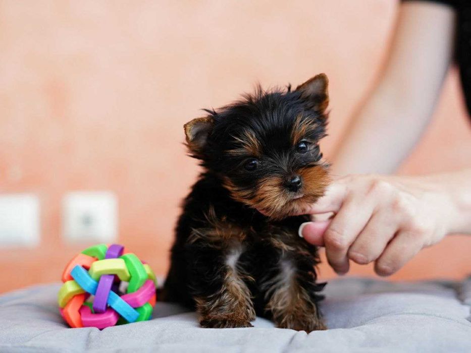 Пухнасті янголята – чарівні йоркширські тер’єри вже готові до переїзду