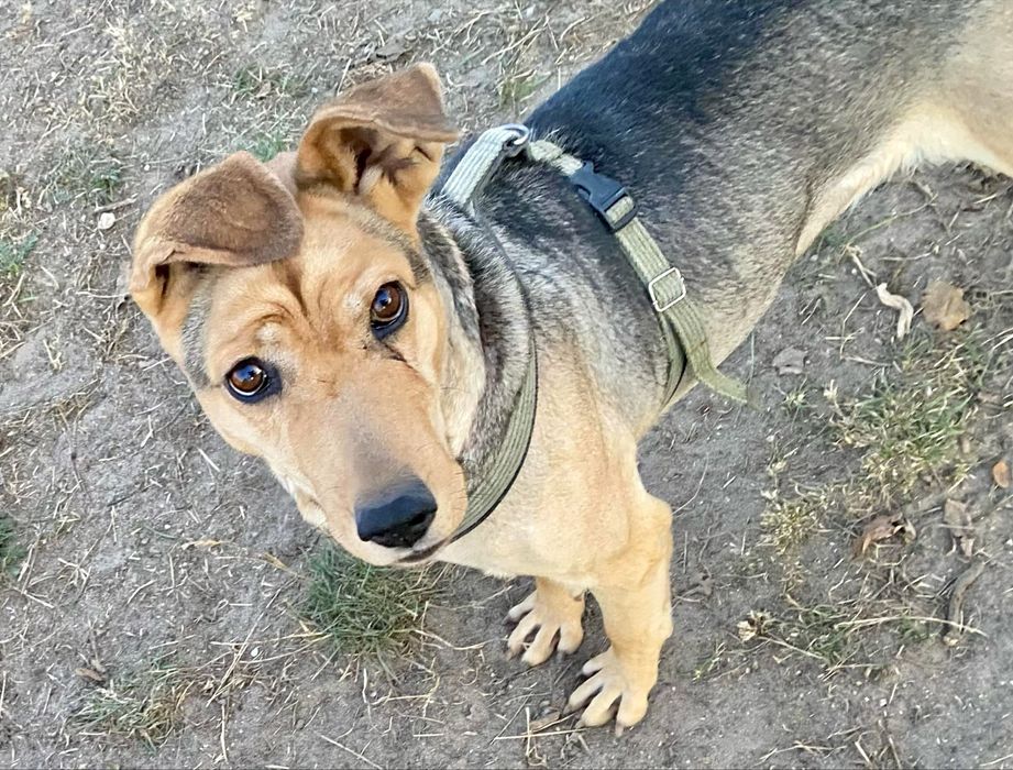 Merida Waleczna do adopcji