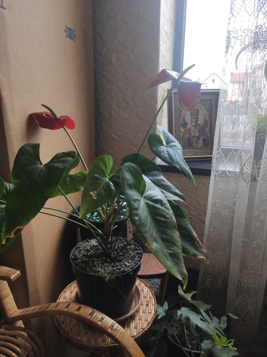 Антуриум красный