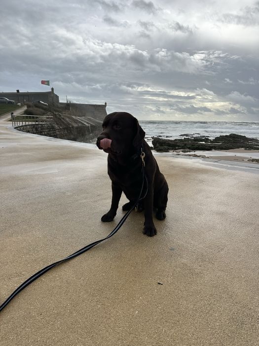 Tomamos conta do sei amigo Cão ou Gato