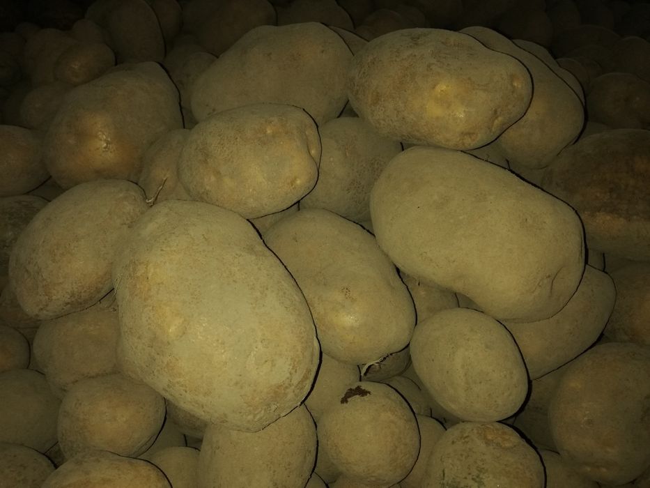 Ziemniaki belaroza lili corina