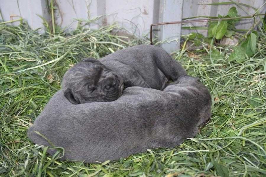 Шикарные щенки кане корсо