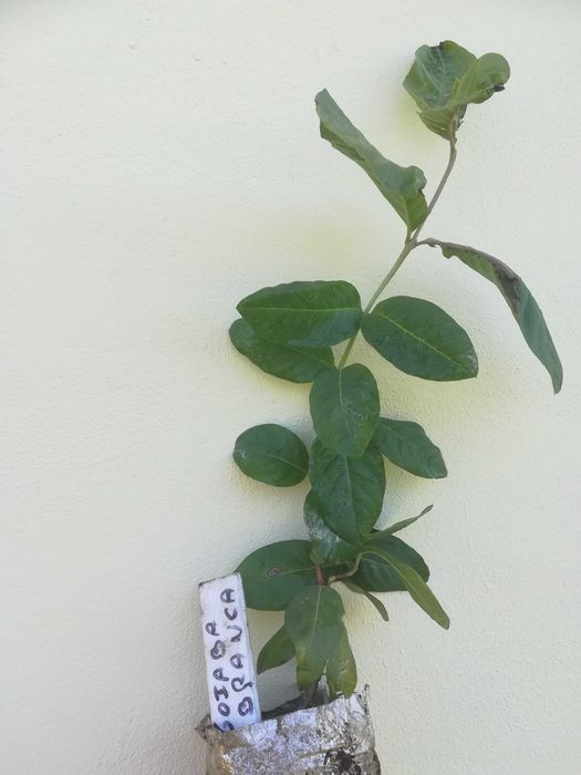 Goiaba Branca - Psidum guajava