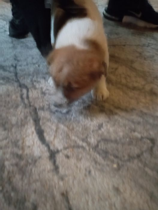 Oddam suczkę w dobre ręce