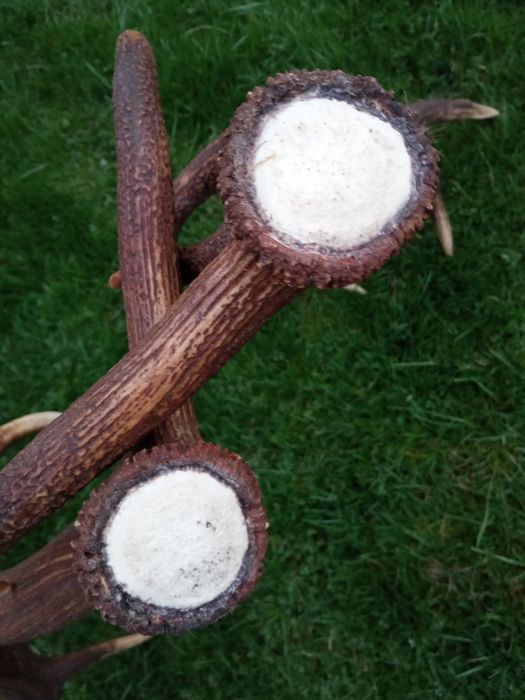 Poroże Jelenia zrzuty tegoroczne