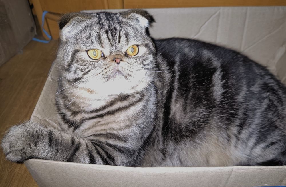 Чарівний хлопець Срочно!