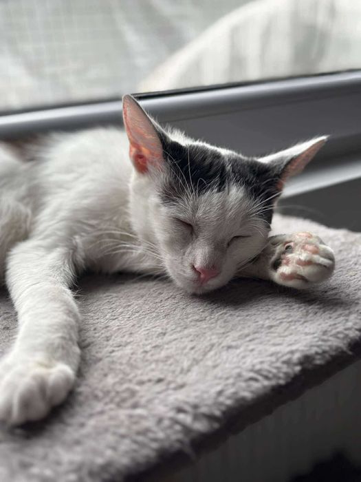 Młody Kokardek szuka domu