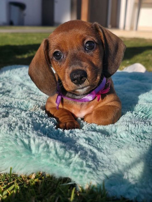 Тёплый свет рыжего — девочки таксы