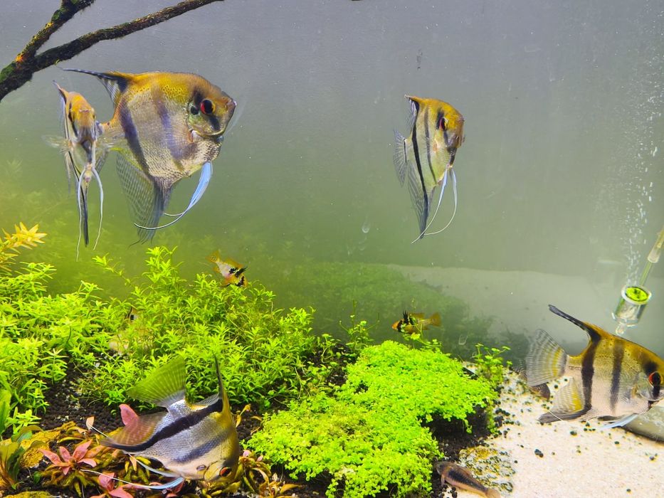 Casal de escalares reprodutor