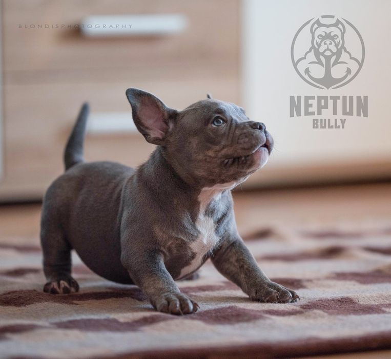 Pies American bully Perun
pocket/standard

Data urodzenia 24.08.2025