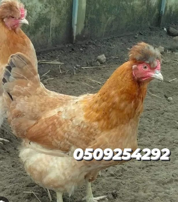 Інкубаційні яйця