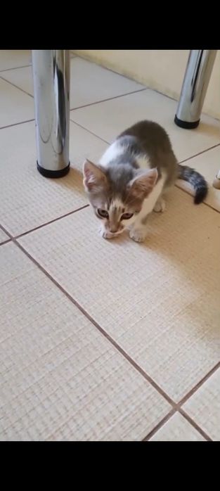 Кошеня хлопчик 2 міс