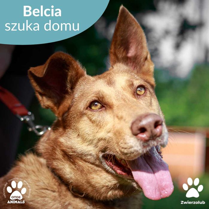 Przyjazna Belcia czeka na nowy dom!