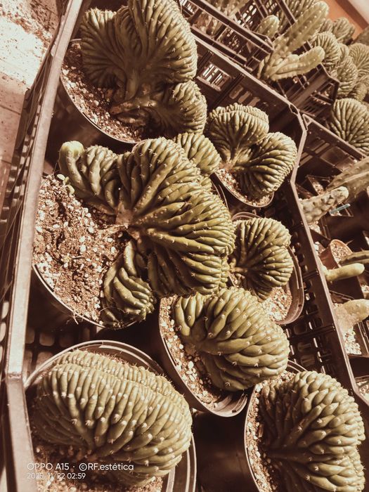 Cacto San Pedro.   Unicos . pague 2 leva 3