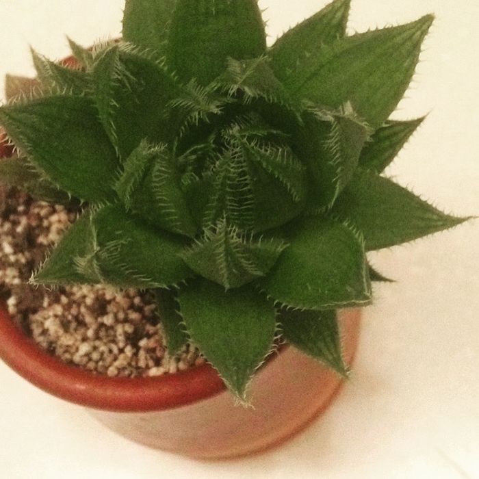 Кімнатні сукуленти