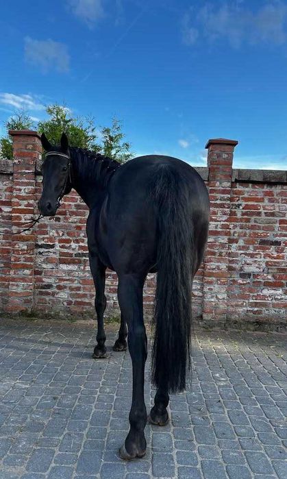 Sprzedam 12 letnią klacz w typie pogrubianym