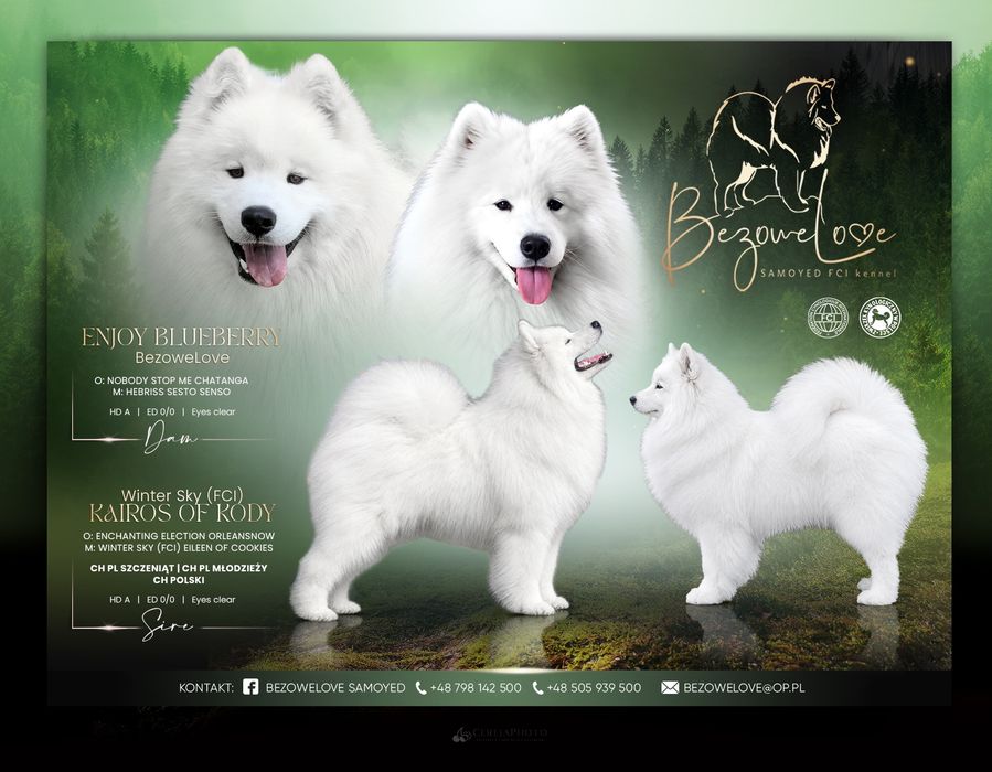 Samoyed szczenięta ZKwP  BezoweLove FCI