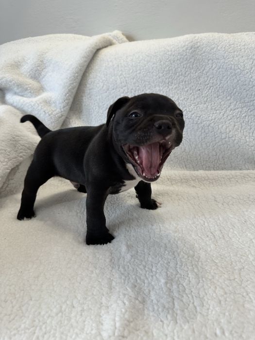 Piesek American Bully Pocket
