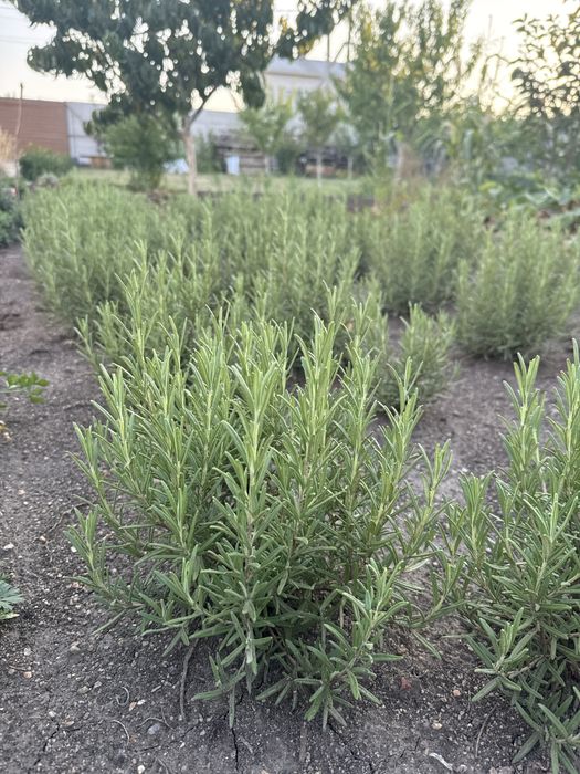 Розмарин зимуючий