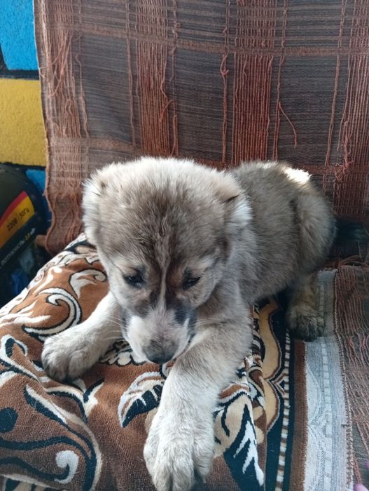 Продаются щенки породы алабай САО