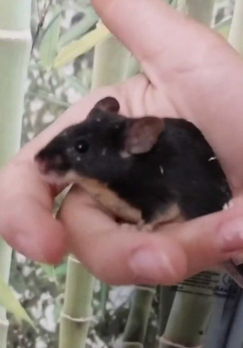 Myszki myszy hodowlane black tan, silver tan