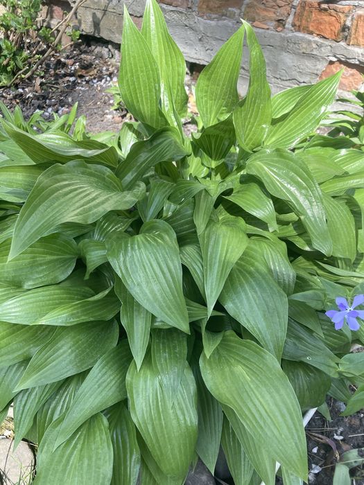 Хоста садова сортова