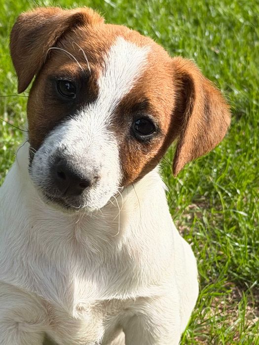 Jack Russell Terrier SUCZKA od # SMARTIE * JACKS # Rodzice FCI/ZKwP
