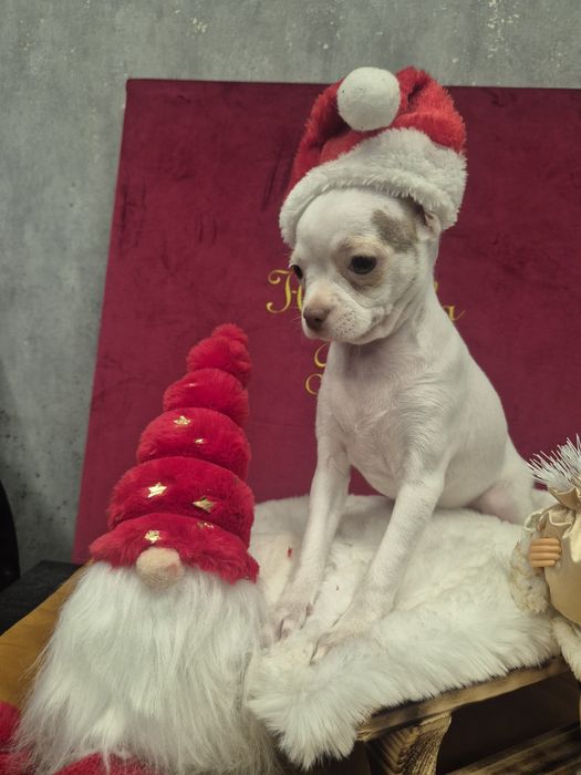 Chihuahua tessa przepiekna dziewczynka krótkowłosa