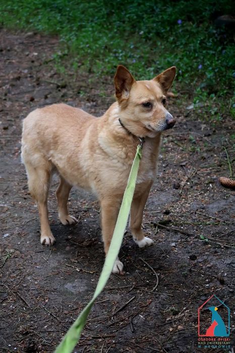 Maja 59/24 - SZUKA DOMU!