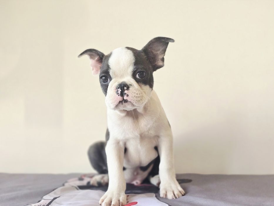 Boston Terrier chłopczyk