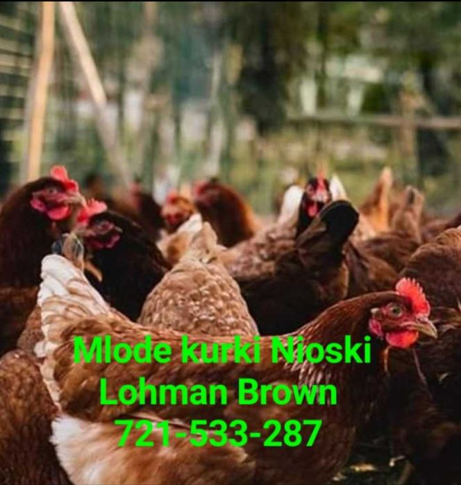 kury nioski z pierwszym jajem od Hodowcy, Kalinówka