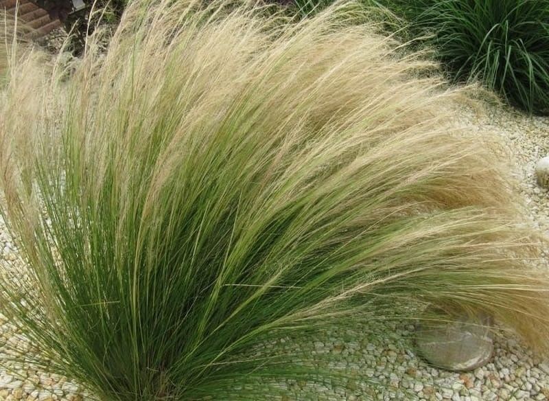 Trawa pony tails (koński ogon)