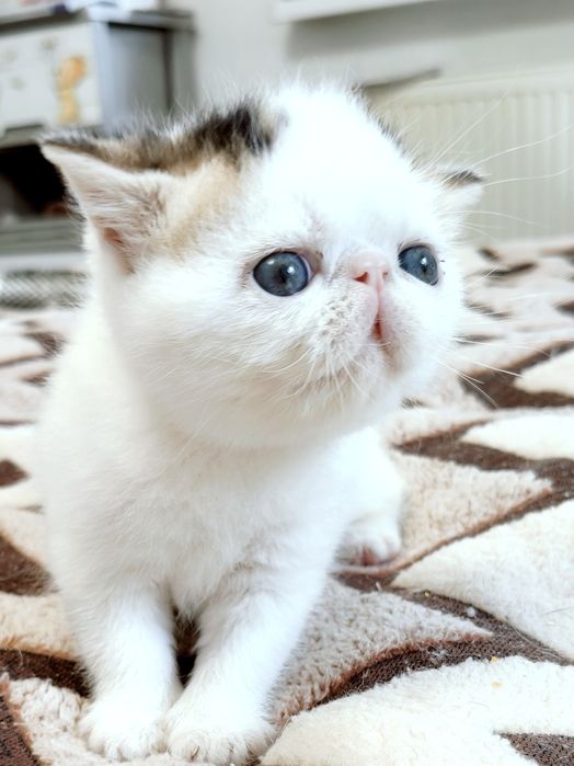 Екзотична короткошерста