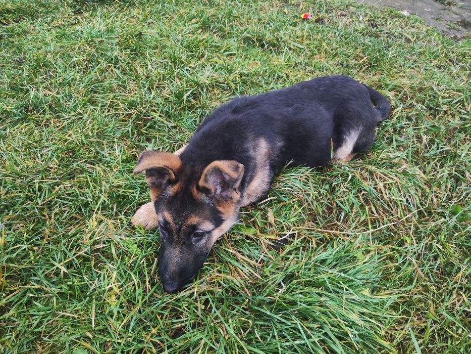 Німецька вівчарка