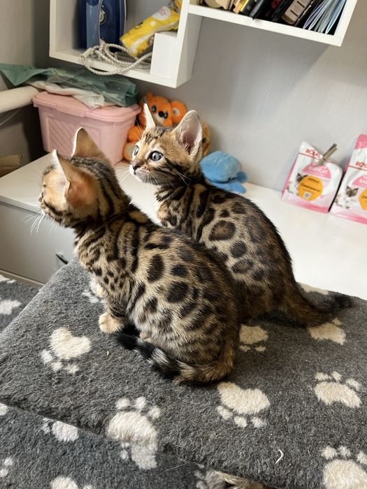 Бенгальські кошенята