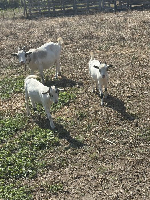 Vendo cabras anas prenhas