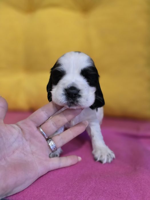 Cocker spaniel angielski blue roan