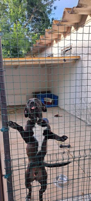Cão para adoção responsável
