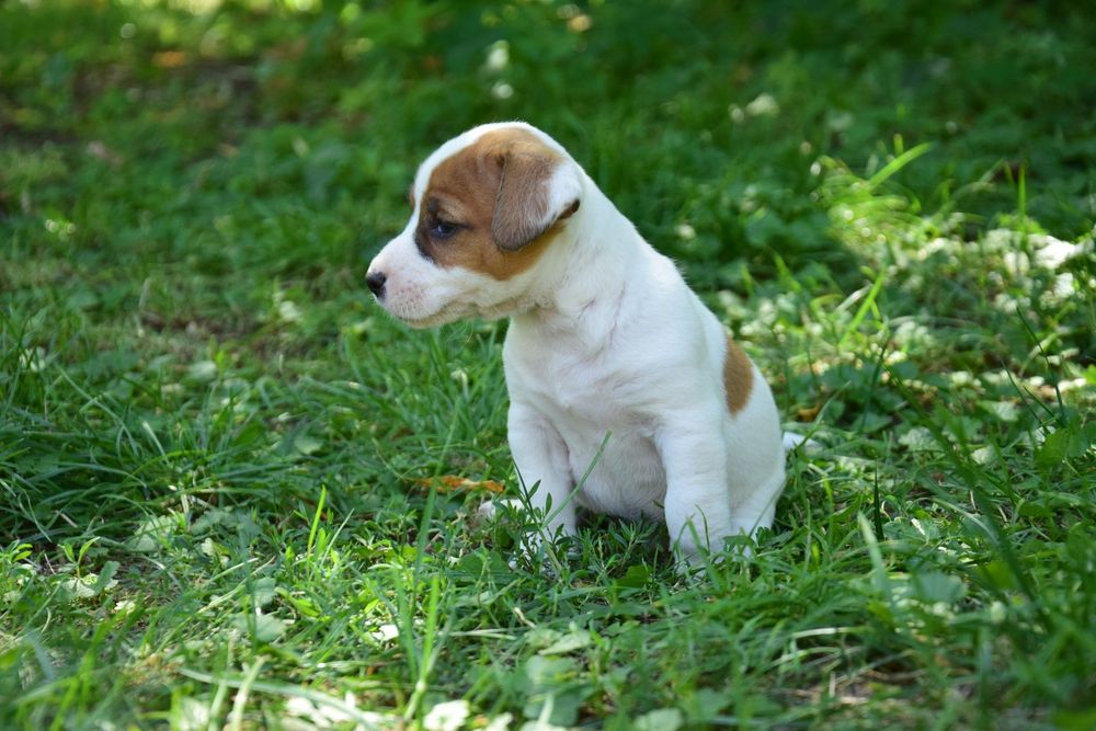 Jack Russell terrier pies