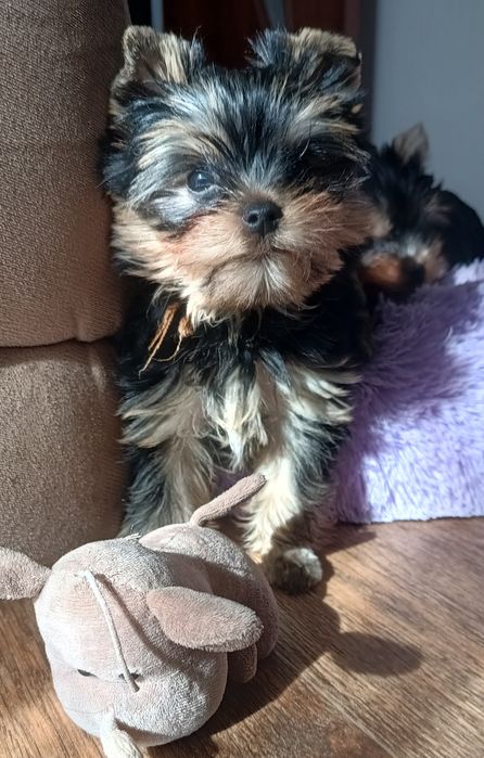 Маленькі йоркшерські тер'єри