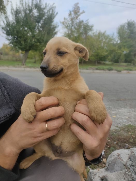 Песик в добрі руки