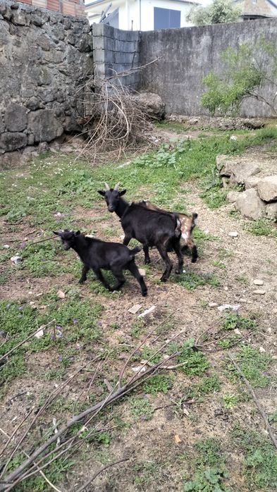 cabrito anão nascido em fevereiro