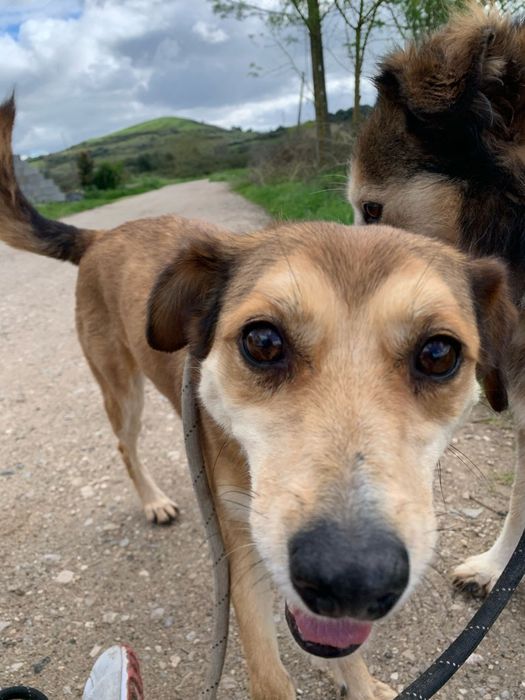 Ivy - cadela média pequeno para adoção