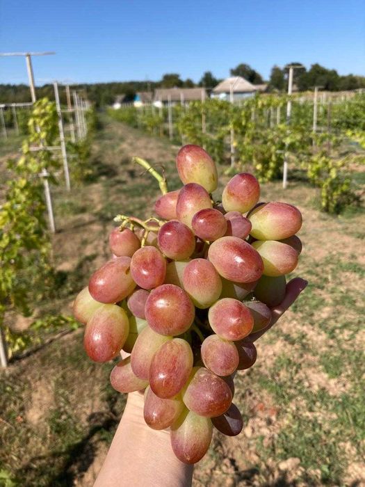 Продаж виноградника Чернігівська область (земельна ділянка)
