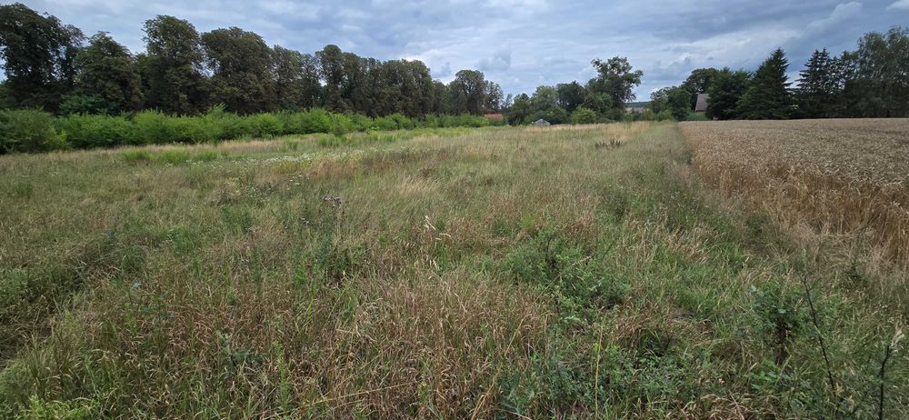 Urokliwa działka w Krzymowie k/Chojny